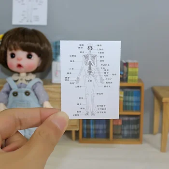 5pcs 1/12 кукла къща миниатюрни човешкото тяло структура диаграма симулация скелет модел за мини декорация кукла къща аксесоари